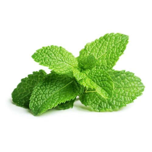 Mint exporters from Morocco